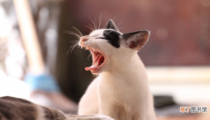 梦见猫进家里是什么预兆呢?