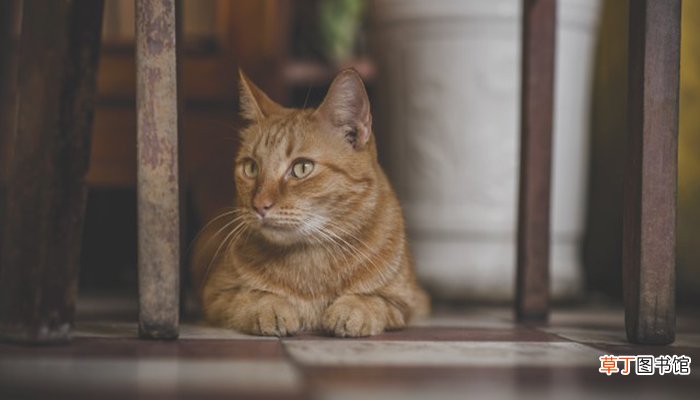 梦见猫进家里是什么预兆呢?