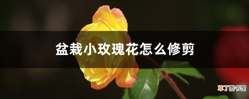 小玫瑰花的盆栽的花期，怎么修剪