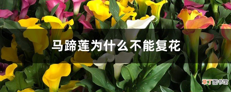 彩色马蹄莲为什么不能复花，有复花方法吗