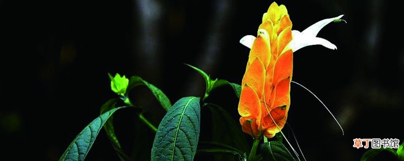 黄金塔花怎么养，喜阴还是喜阳