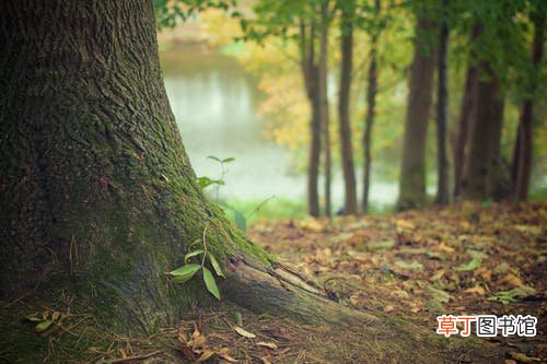 梦见栽树是什么意思