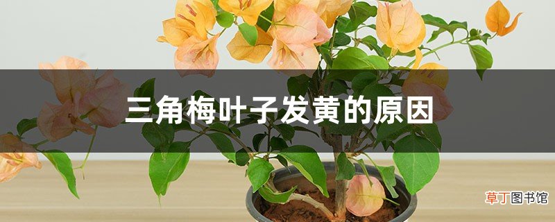 三角梅叶子蔫、发黄、掉落的原因和解决办法