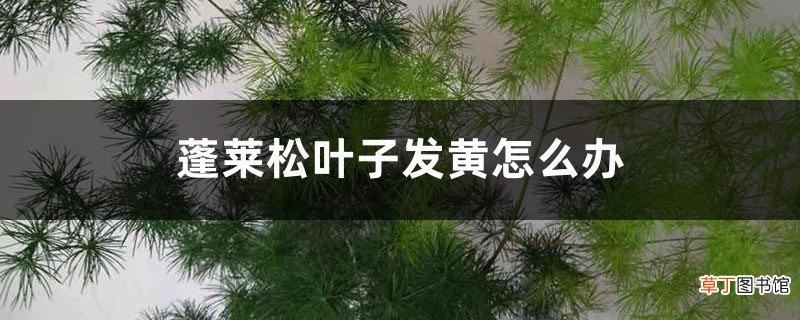 新栽的蓬莱松叶子黄了、掉落怎么处理