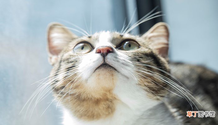 梦见跟猫打架