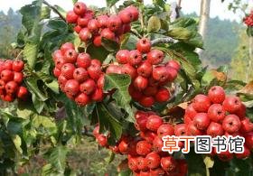 前三月养胎吃什么最好 怀孕为什么不能吃山楂