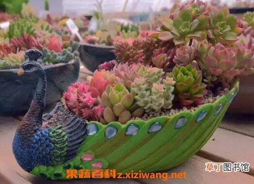 多肉植物怎么养 养殖多肉植物的注意事项