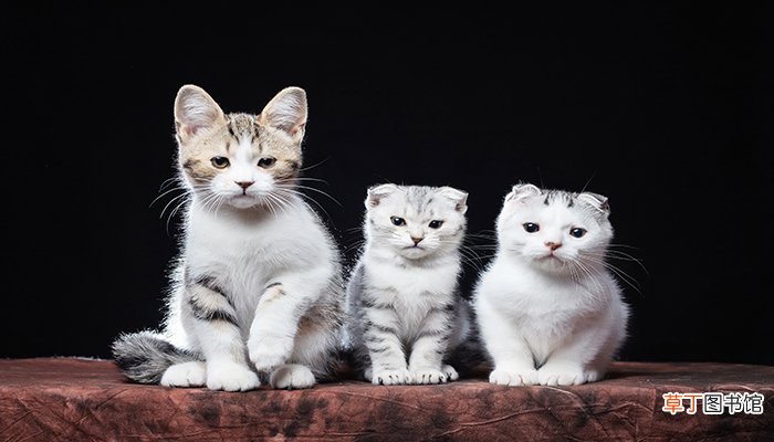 梦见生小猫