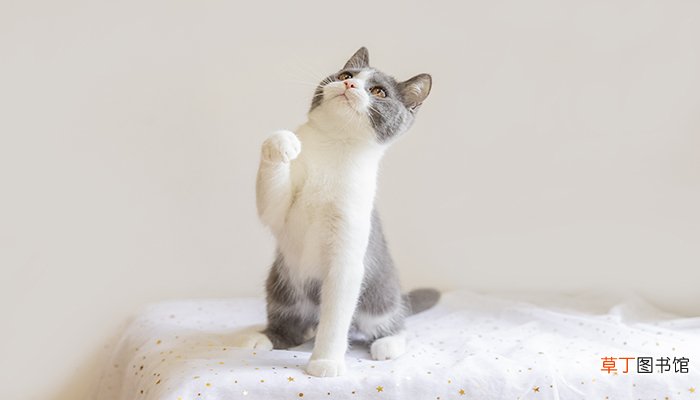 梦见生小猫