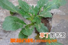 白毛夏枯草的功效和作用