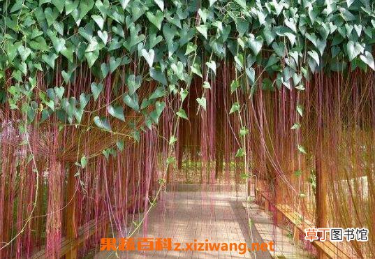 锦屏藤的养殖方法和注意事项
