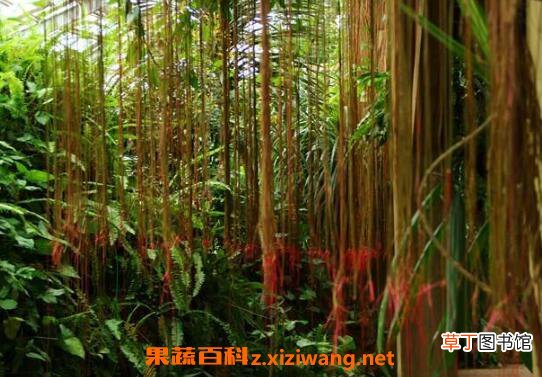 锦屏藤的养殖方法和注意事项