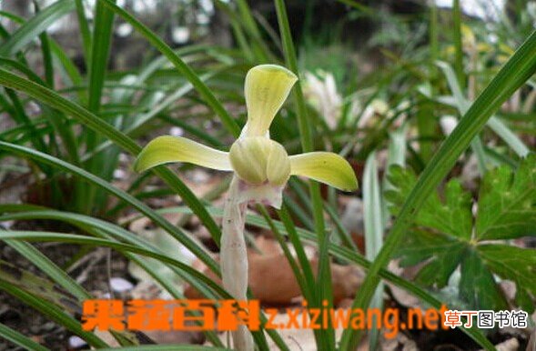 黄蝉兰的功效与作用