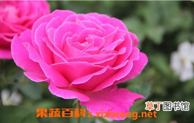 月季花的基本知识 月季花的功效与作用