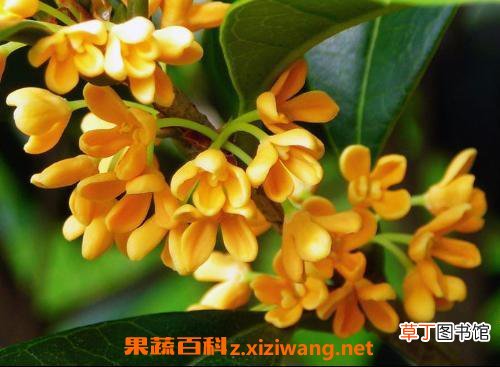 桂花的功效与作用 桂花的基本知识