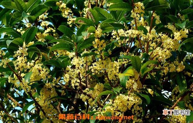 桂花的功效与作用 桂花的基本知识