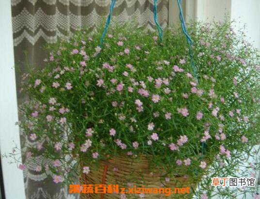满天星怎么养 满天星的养殖方法技巧