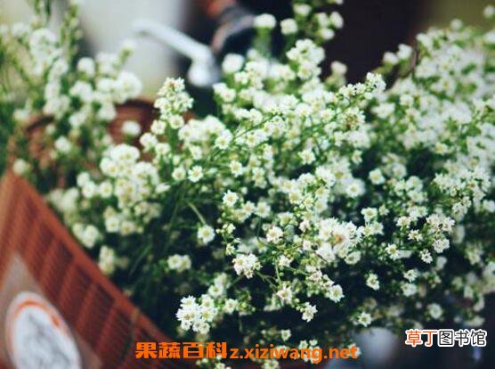 满天星怎么养 满天星的养殖方法技巧