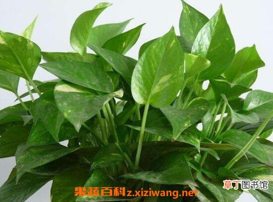 绿萝吊兰的养殖方法和养殖注意事项