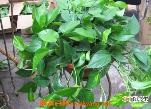 绿萝吊兰的养殖方法和养殖注意事项