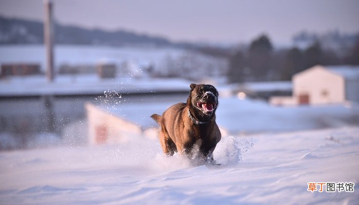 做梦梦见狗粘着我