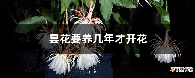怎么养，怎么修剪 昙花要养几年才开花