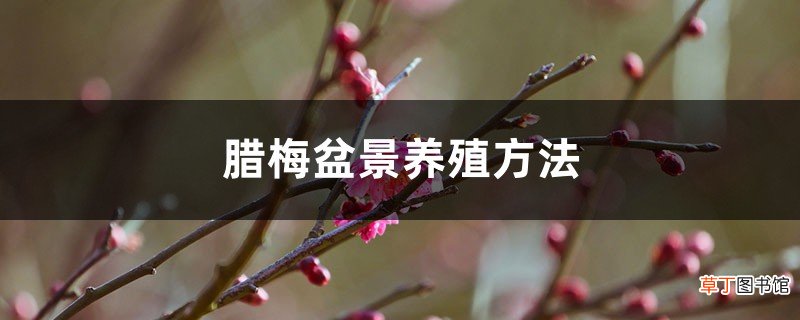 室内和室外方法不同 腊梅盆景养殖方法