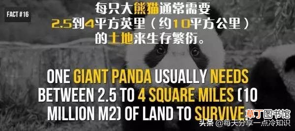 熊猫的知识资料大全 20个熊猫趣味冷知识