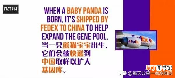 熊猫的知识资料大全 20个熊猫趣味冷知识