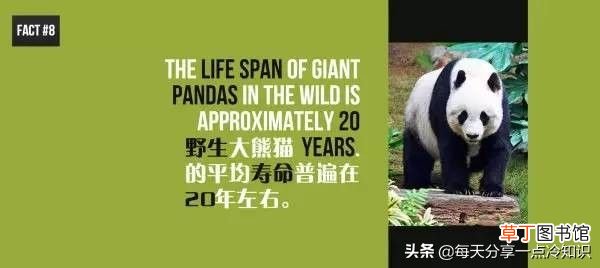 熊猫的知识资料大全 20个熊猫趣味冷知识