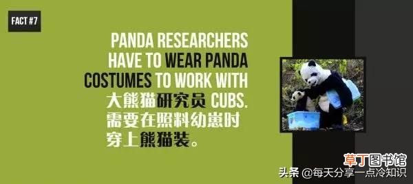 熊猫的知识资料大全 20个熊猫趣味冷知识