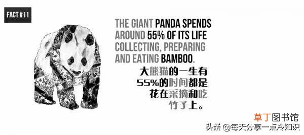 熊猫的知识资料大全 20个熊猫趣味冷知识