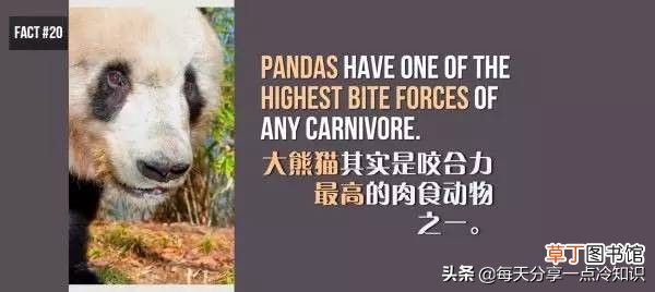 熊猫的知识资料大全 20个熊猫趣味冷知识