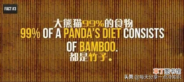 熊猫的知识资料大全 20个熊猫趣味冷知识
