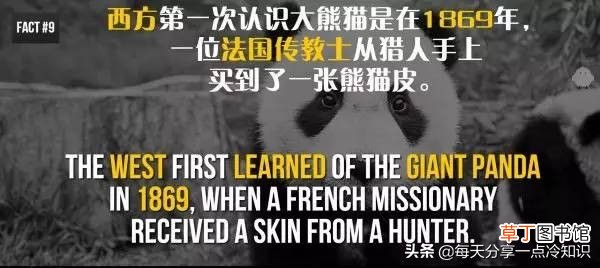 熊猫的知识资料大全 20个熊猫趣味冷知识