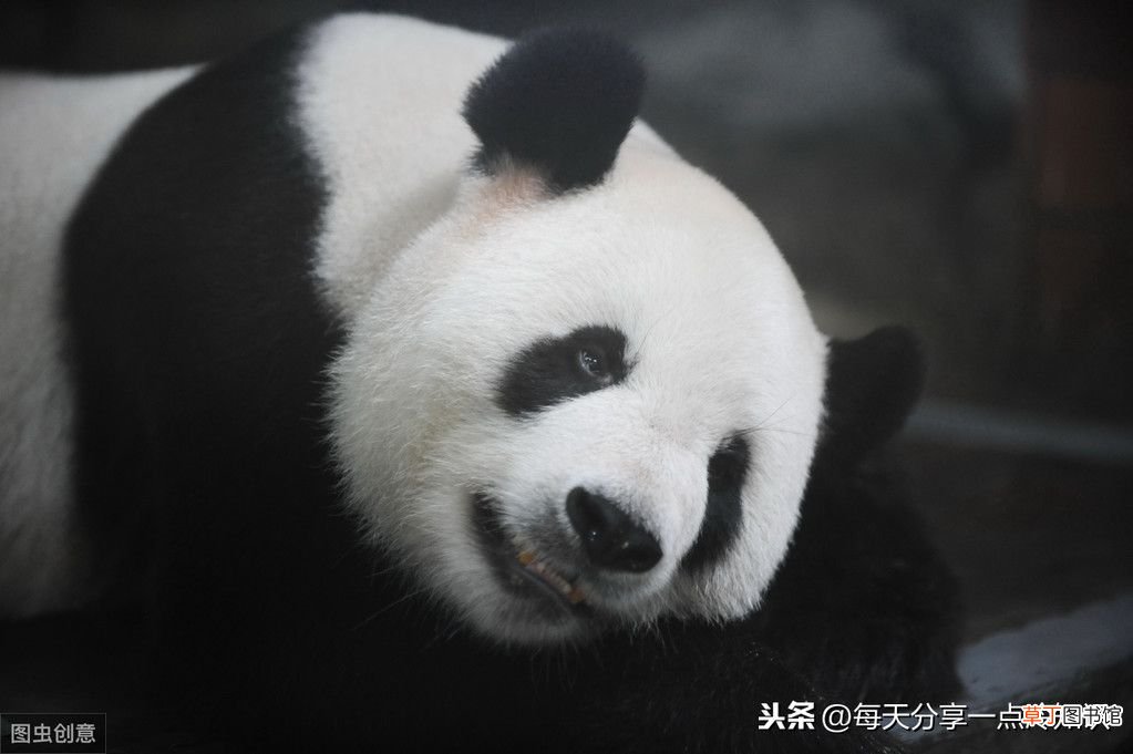 熊猫的知识资料大全 20个熊猫趣味冷知识
