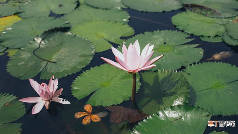 梦见荷花
