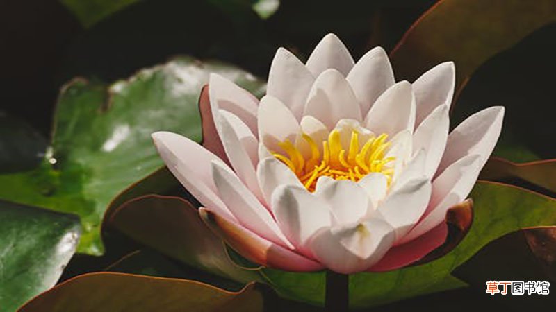 梦见荷花