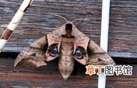 蛾类夜间活动是受什么影响 为什么飞蛾喜欢灯光