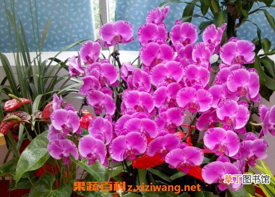蝴蝶兰如何养殖 蝴蝶兰的养殖方法技巧