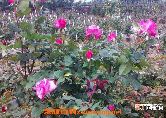 玫瑰花怎么养 玫瑰花的养殖方法技巧