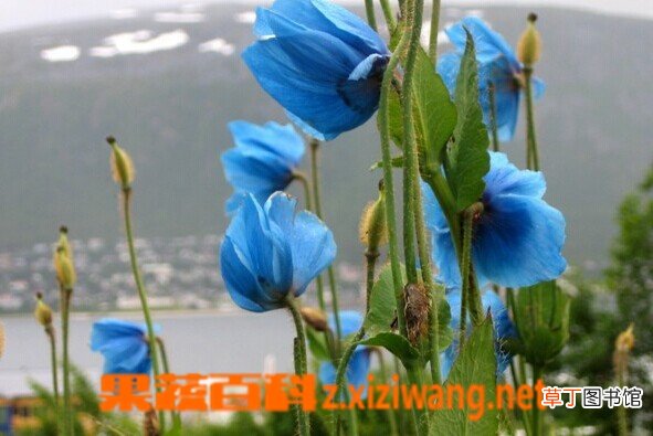 藿香叶绿绒蒿的功效与作用
