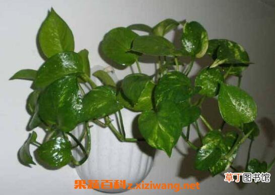 绿萝怎么繁殖 绿萝的繁殖方法教程
