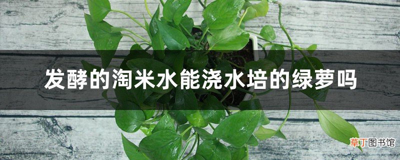 水培绿萝能用淘米水吗，淘米水浇花要发酵几天？