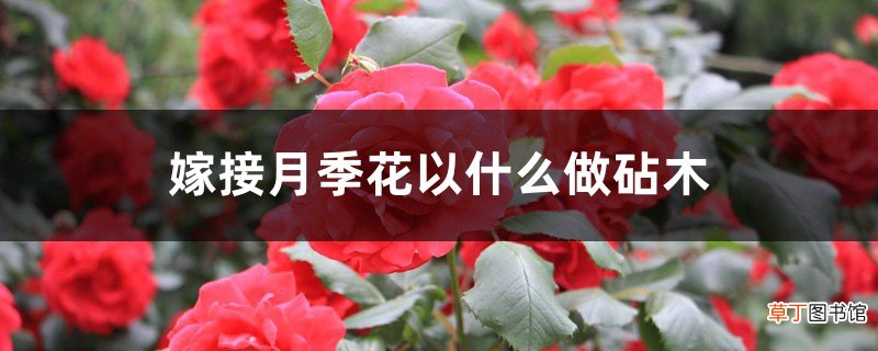 嫁接步骤图 月季花嫁接用啥砧木