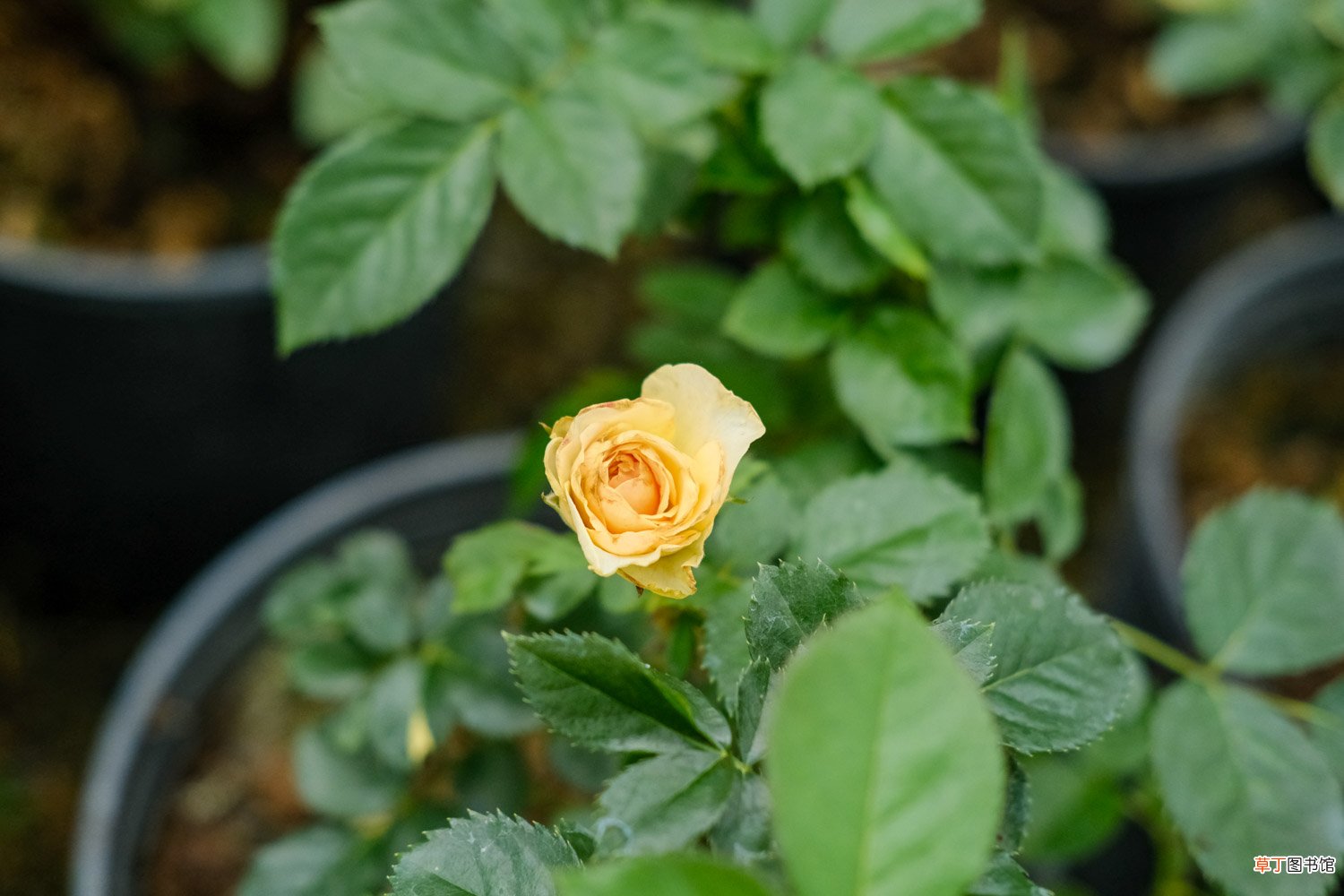 嫁接步骤图 月季花嫁接用啥砧木