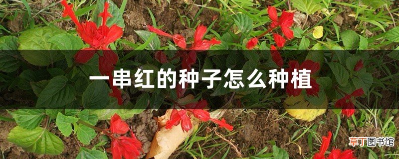 一串红有种子吗，怎么种植