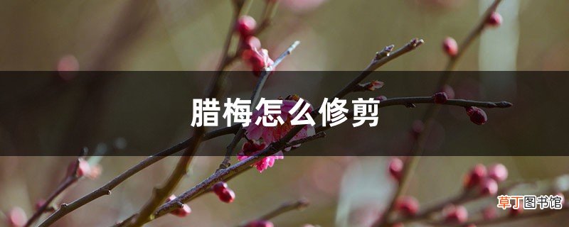图解 腊梅怎么修剪多开花