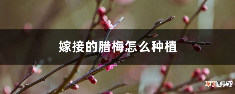 图 腊梅怎么嫁接，砧木用什么？