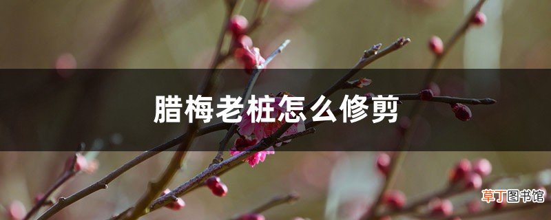 腊梅老桩怎么修剪，什么时候剪